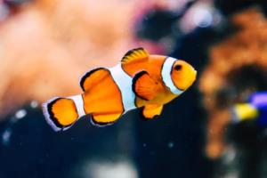 世界杯期间健康,如何在激情与压力中保持平衡世界杯期间健康